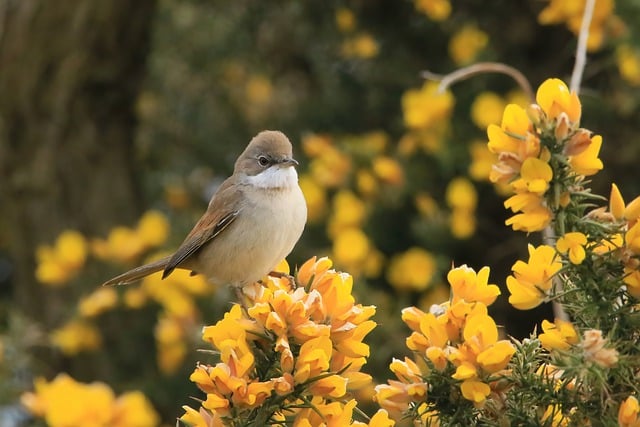 Free download bird whitethroat flowers bloom free picture to be edited with GIMP free online image editor