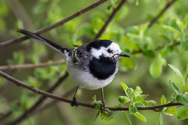 Free download bird white wagtail songbird free picture to be edited with GIMP free online image editor