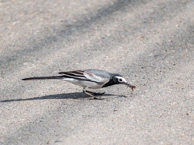 Free download bird white wagtail songbird avian free picture to be edited with GIMP free online image editor