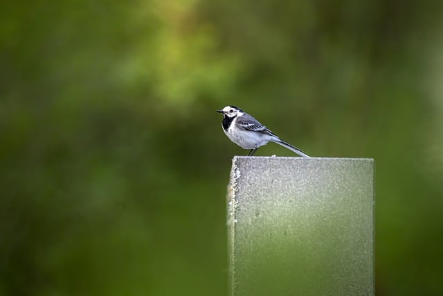 Free download bird white wagtail wildlife animal free picture to be edited with GIMP free online image editor