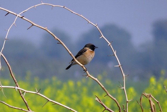 Free download Bird Wildlife Avian Siberian -  free photo or picture to be edited with GIMP online image editor