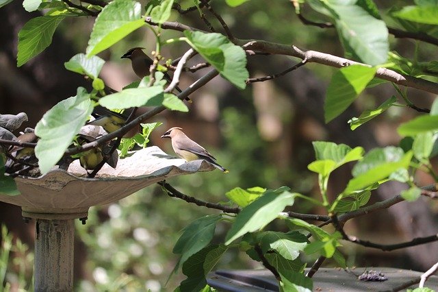 Free download Bird Wildlife Cedar Wax Wing Fig -  free photo or picture to be edited with GIMP online image editor