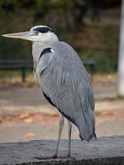 Free download Bird Wildlife Plumage -  free photo or picture to be edited with GIMP online image editor