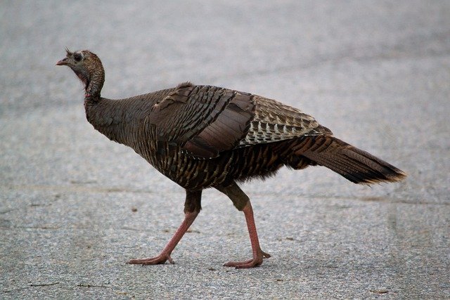 Free download bird wild turkey nature free picture to be edited with GIMP free online image editor