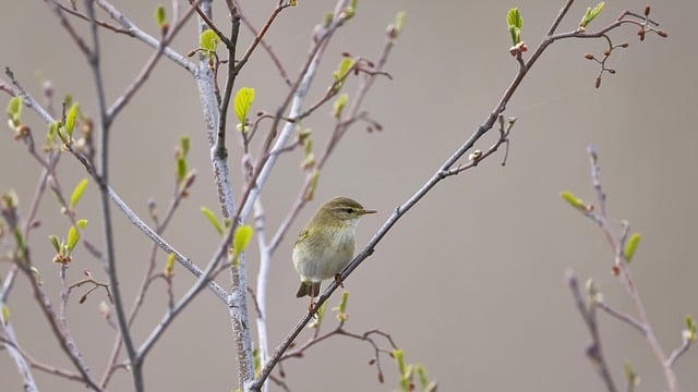 Free download bird willow warbler ornithology free picture to be edited with GIMP free online image editor