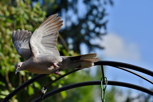 Free download bird wings dove ornithology flying free picture to be edited with GIMP free online image editor