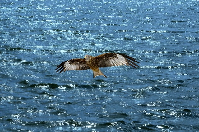 Free download bird wings lake red kite red milan free picture to be edited with GIMP free online image editor