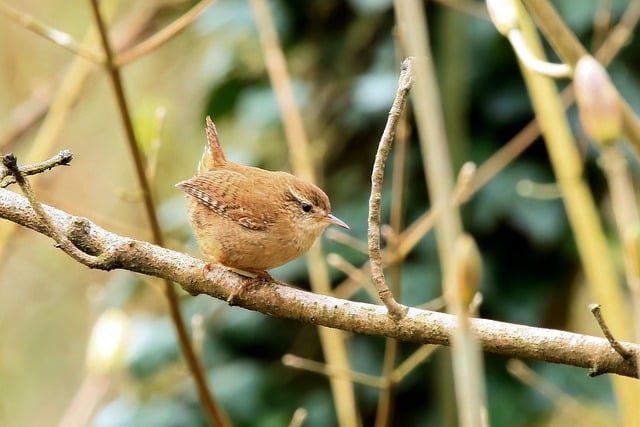 Free download bird woodland wren garden bird free picture to be edited with GIMP free online image editor