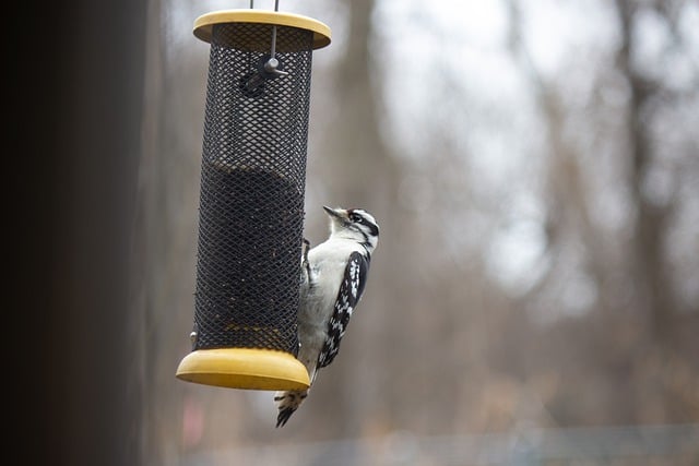 Free download bird woodpecker downy woodpecker free picture to be edited with GIMP free online image editor