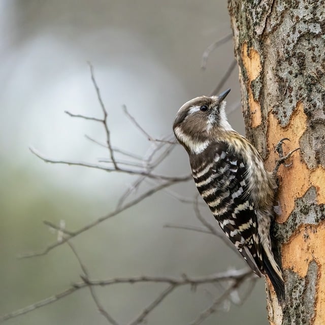 Free download bird woodpecker kogera scalpel free picture to be edited with GIMP free online image editor