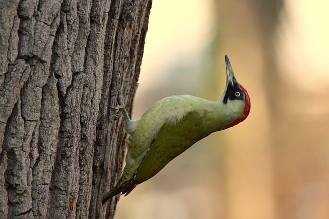 Free download bird woodpecker nature forest wood free picture to be edited with GIMP free online image editor