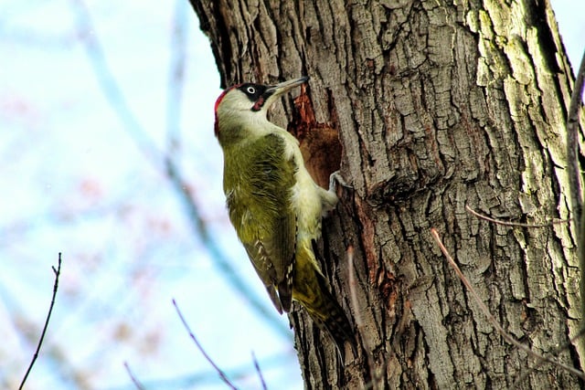 Free download bird woodpecker ornithology free picture to be edited with GIMP free online image editor