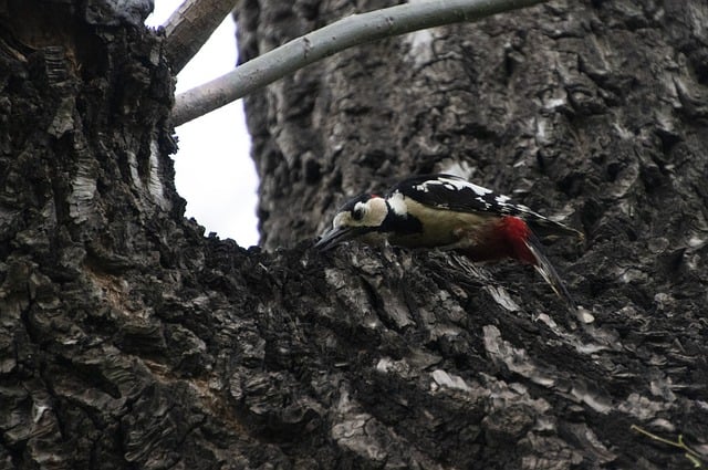 Free download bird woodpecker perched animal free picture to be edited with GIMP free online image editor