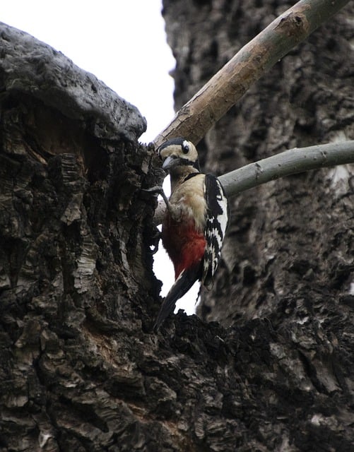 Free download bird woodpecker perched feathers free picture to be edited with GIMP free online image editor