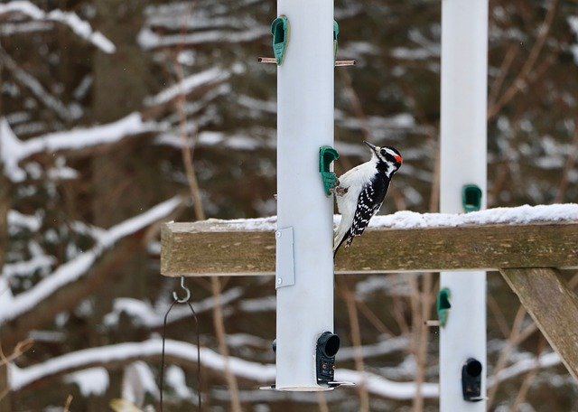 Free download Bird Woodpecker Tree -  free photo or picture to be edited with GIMP online image editor