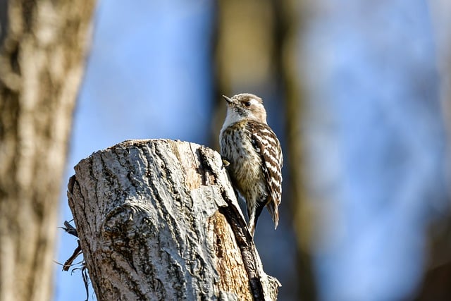 Free download bird woodpecker trunk perched free picture to be edited with GIMP free online image editor