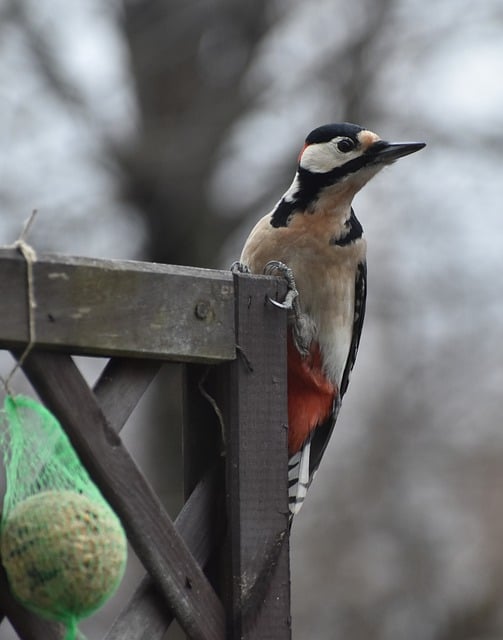 Free download bird woodpecker wildlife animal free picture to be edited with GIMP free online image editor