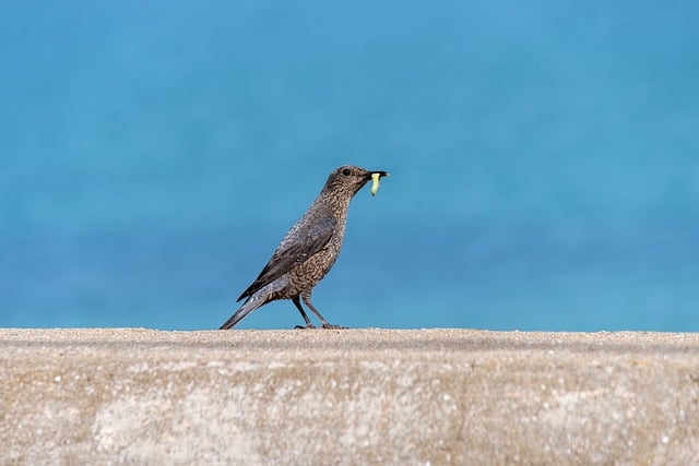 Free download bird worm beak feathers plumage free picture to be edited with GIMP free online image editor