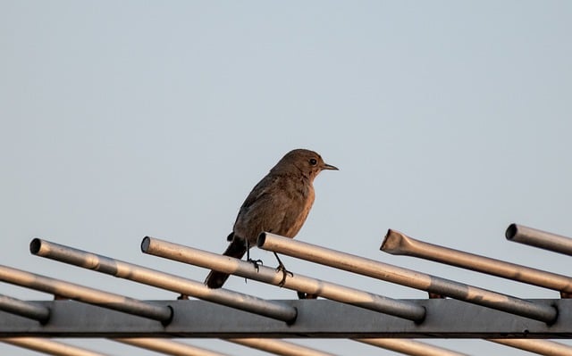 Free download bird wren animal antenna robin free picture to be edited with GIMP free online image editor