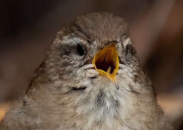 Free download bird wren animal eurasian wren free picture to be edited with GIMP free online image editor