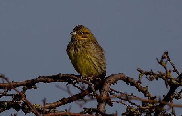 Free download bird yellowhamer beak free picture to be edited with GIMP free online image editor