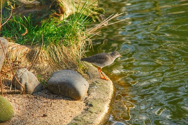 Free download Bird Zoo Water -  free photo or picture to be edited with GIMP online image editor