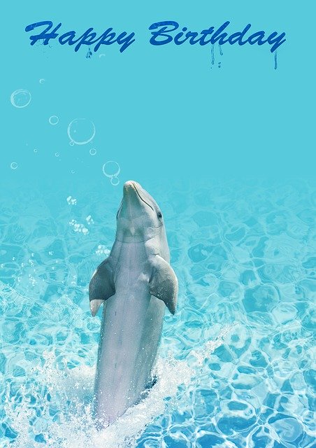 Free download Birthday Dolphin Water -  free illustration to be edited with GIMP free online image editor