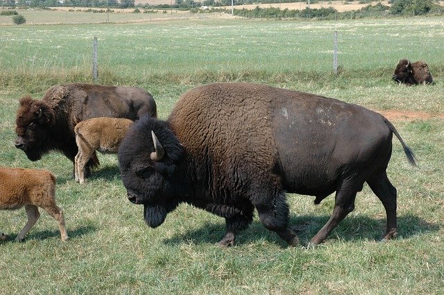 Free download Bison Breeding Prairie -  free photo or picture to be edited with GIMP online image editor