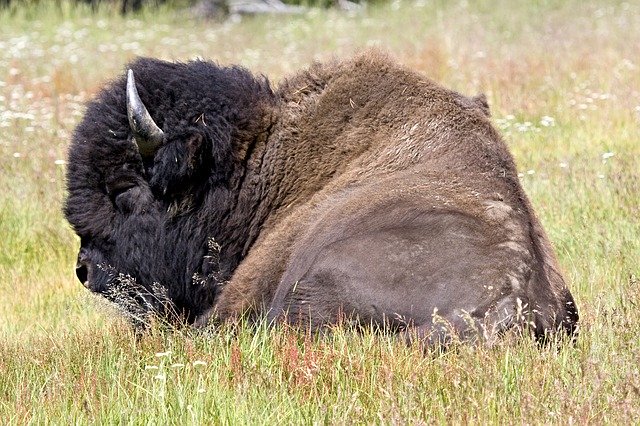 Free download Bison Buffalo Lying Down -  free photo or picture to be edited with GIMP online image editor