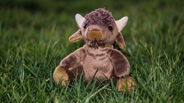 Free download Bison Grass Stuffed -  free photo or picture to be edited with GIMP online image editor