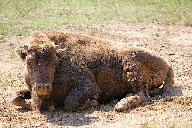 Free download Bison The European Tur -  free photo or picture to be edited with GIMP online image editor