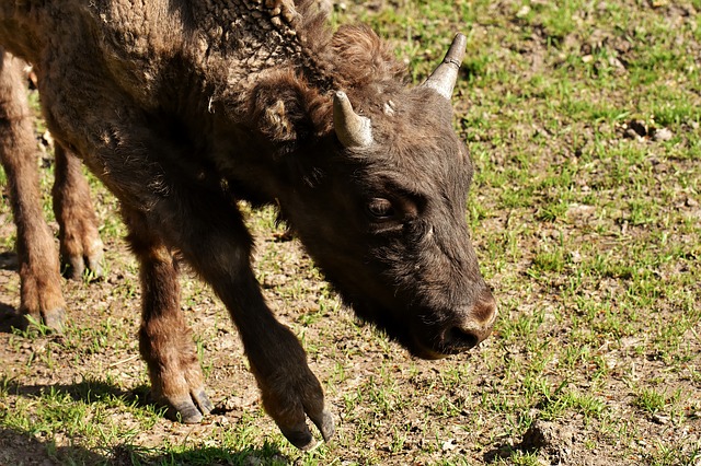 Free download bison wildpark poing wild animal free picture to be edited with GIMP free online image editor