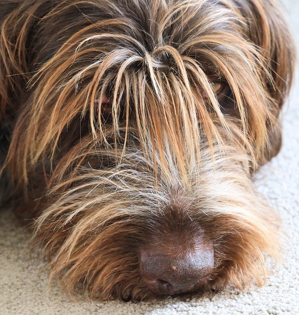 Free download Bitch Wirehaired Tired -  free photo or picture to be edited with GIMP online image editor