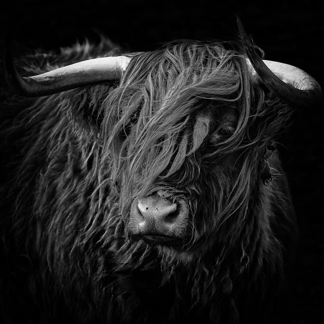 Free download black and white cow portrait free picture to be edited with GIMP free online image editor