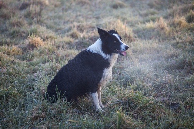 Free download Black And White Dog Breath Mist -  free photo or picture to be edited with GIMP online image editor