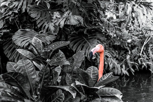 Free download Black And White Flamingo Indoor -  free photo or picture to be edited with GIMP online image editor