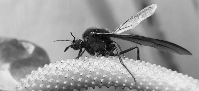 Free download Black And White Insect Garden -  free photo or picture to be edited with GIMP online image editor