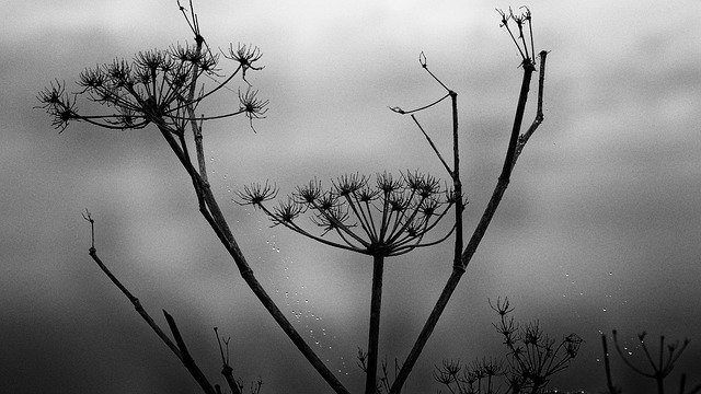 Free download Black And White Mood Winter -  free photo or picture to be edited with GIMP online image editor