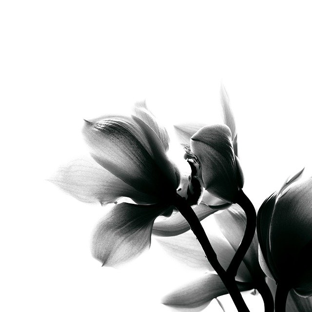 Free download Black And White Orchid Flowers -  free free photo or picture to be edited with GIMP online image editor