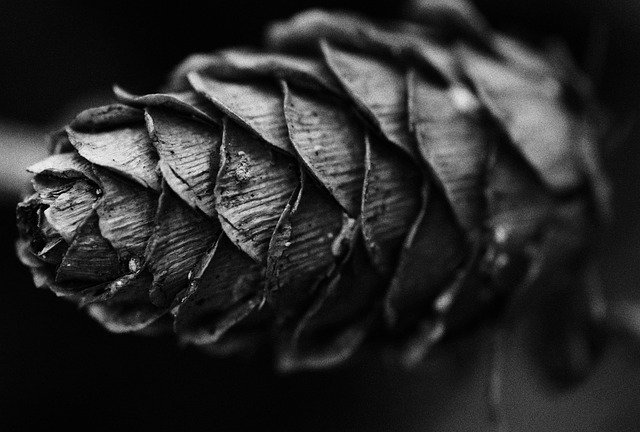 Free download Black And White Pine Cone -  free photo or picture to be edited with GIMP online image editor