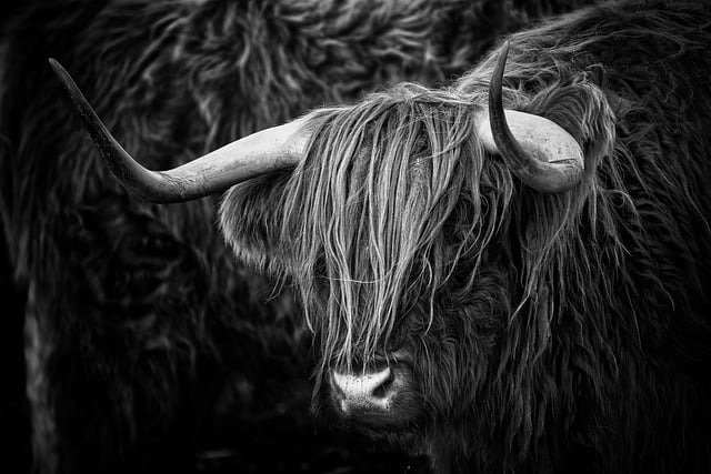 Free download black and white portrait cow horns free picture to be edited with GIMP free online image editor