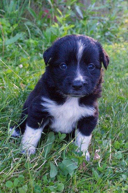Free download Black And White Puppy Do -  free photo or picture to be edited with GIMP online image editor