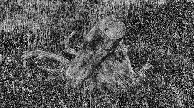 Free download black and white tree stump dried out free picture to be edited with GIMP free online image editor