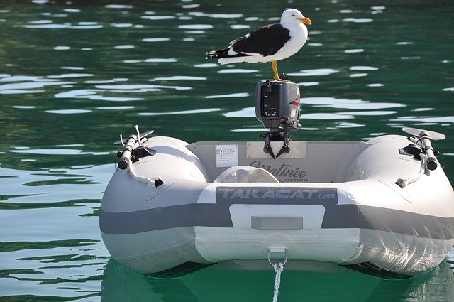 Free download Black-Backed Gull Tiritiri Matangi -  free photo or picture to be edited with GIMP online image editor