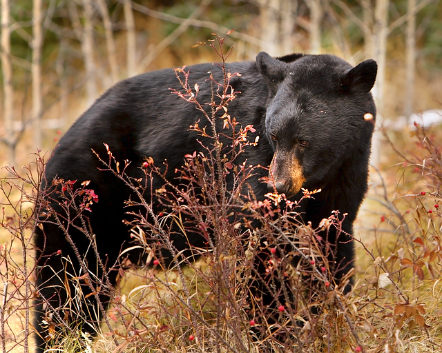 Free download Black Bear Nature Wildlife -  free photo or picture to be edited with GIMP online image editor