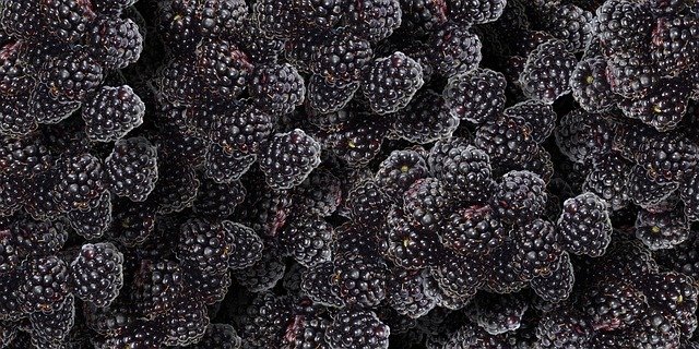 Free download Blackberries Fruit Blackberry -  free illustration to be edited with GIMP free online image editor