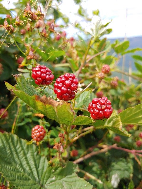 Free download Blackberries Fruit Immature -  free photo or picture to be edited with GIMP online image editor