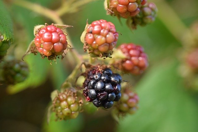 Free download blackberries macro n plant fruit free picture to be edited with GIMP free online image editor