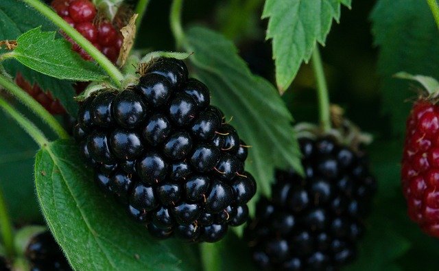 Free download Blackberry Blackberries Berries -  free photo or picture to be edited with GIMP online image editor