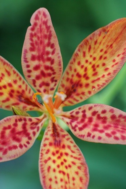 Free download Blackberry Lily Flower Bloom -  free photo or picture to be edited with GIMP online image editor